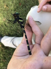 Anotogaster sieboldii
