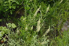 Hebenstretia robusta