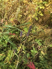 Achillea millefolium