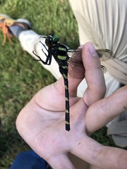 Anotogaster sieboldii
