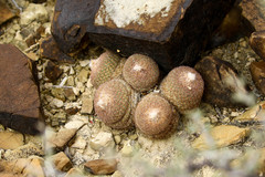 Epithelantha