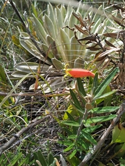 Siphocampylus columnae