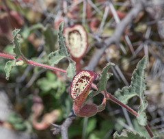 Aristolochia coryi