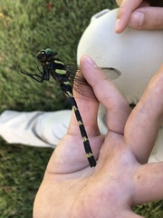 Anotogaster sieboldii