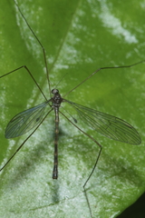 Limnophilinae