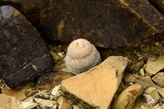 Epithelantha