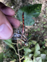 Sympetrum