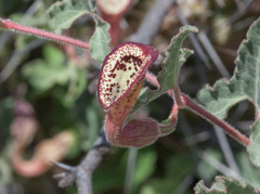Aristolochia coryi