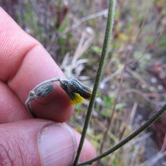 Hieracium avilae