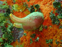 Ascidia incrassata