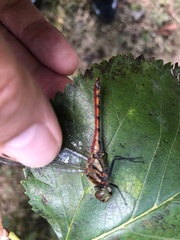 Sympetrum