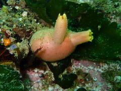 Ascidia incrassata