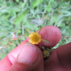 Sigesbeckia jorullensis