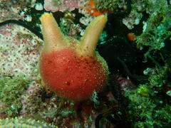 Ascidia incrassata