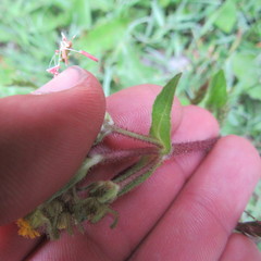 Sigesbeckia jorullensis