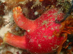 Ascidia incrassata