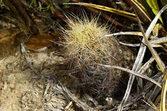 Thelocactus bicolor