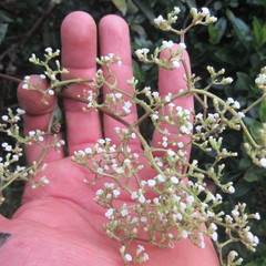 Valeriana laurifolia