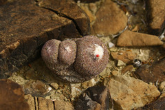 Epithelantha