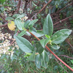 Valeriana laurifolia