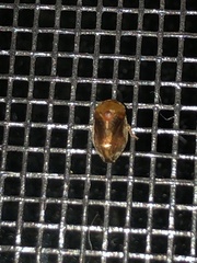 Clastoptera testacea