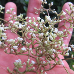 Valeriana laurifolia