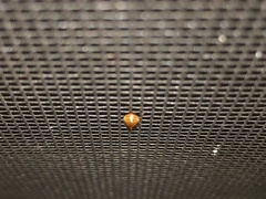 Clastoptera testacea