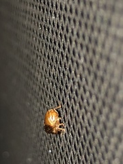 Clastoptera testacea