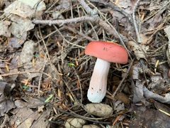 Russula peckii