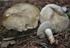 Retiboletus vinaceipes
