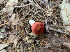 Russula peckii