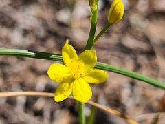 Bulbine semibarbata