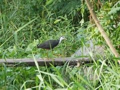 Amaurornis phoenicurus