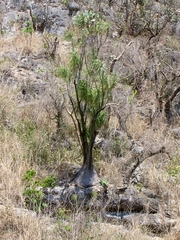 Beaucarnea recurvata