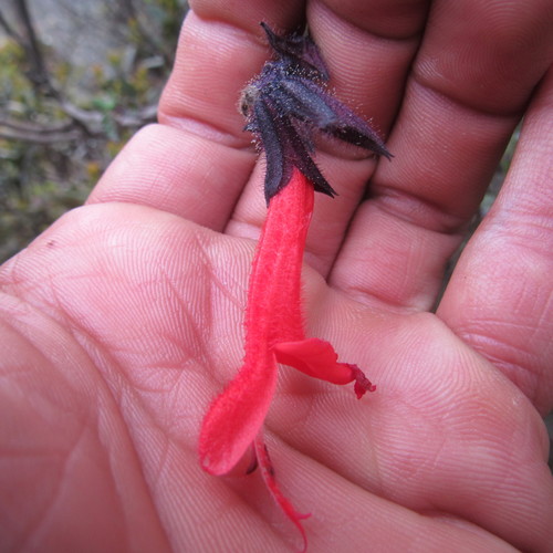 Salvia melaleuca