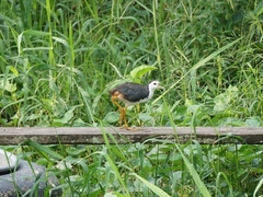 Amaurornis phoenicurus