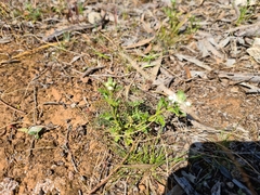 Teucrium sessiliflorum