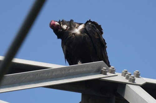 Turkey Vulture photographed in New Jersey