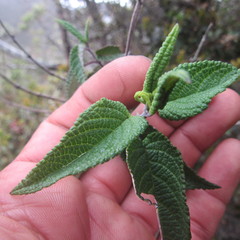 Salvia nubigena