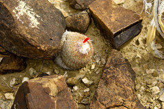 Epithelantha