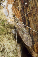 Amphineurus hudsoni