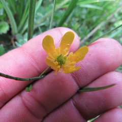 Ranunculus geranioides