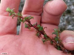 Cliffortia tricuspidata