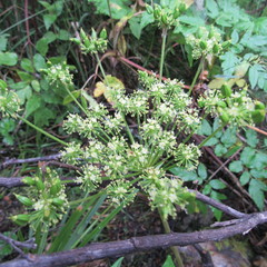 Myrrhidendron glaucescens