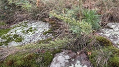 Artemisia campestris caudata