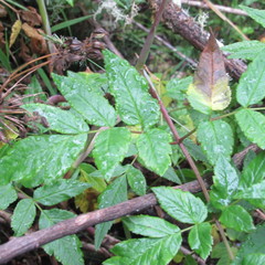 Myrrhidendron glaucescens