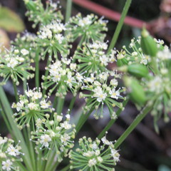 Myrrhidendron glaucescens
