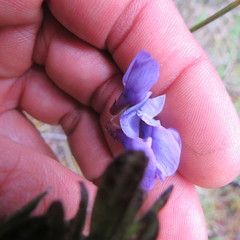 Vicia andicola
