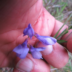 Vicia andicola