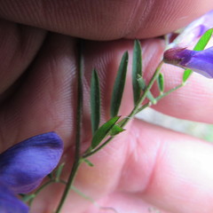 Vicia andicola